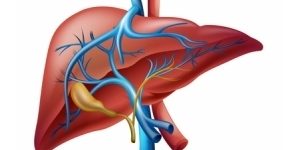 leberwert-got leberwert-got