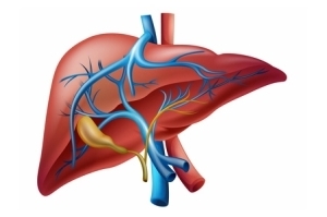 leberwert-got leberwert-got