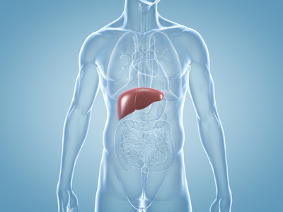 Leber: anatomische 3D-Illustration Leber Mensch